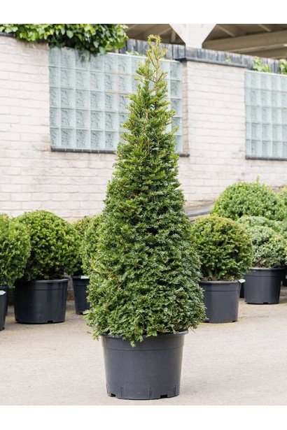 Тис ягідний Топіар Конус в горщику